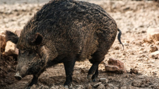 Γρεβενά: Αγριογούρουνο επιτέθηκε σε κυνηγό στη Δεσκάτη