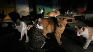 Κύπρος: Αγώνας δρόμου για να περιοριστεί το ένα εκατ. αδέσποτες γάτες από τους δρόμους