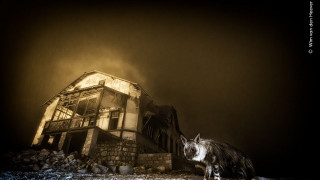 Μία «στοιχειωμένη» ύαιανα κατακτά το βραβείο «Wildlife Photographer of the Year»