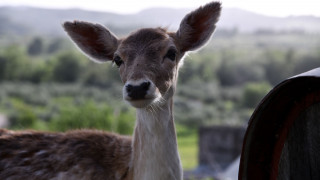 Βίντεο καταγράφει ελάφι να βουτά στη λίμνη Μπελέτσι στην Πάρνηθα για να σωθεί από αγέλη λύκων