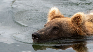 Βίντεο καταγράφει αρκούδα να κολυμπά σε λίμνη της Κοζάνης - Η απρόσμενη συνάντησή της με ψαρά