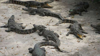 Αυστραλία: Κροκόδειλος έκανε βουτιά σε πισίνα πεντάστερου ξενοδοχείου - Ατάραχοι οι πελάτες