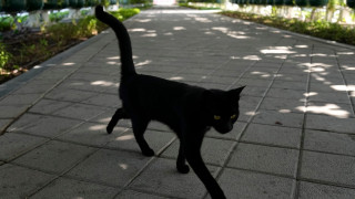 Δίχτυ προστασίας για τις μαύρες γάτες από πόλη στην Καταλονία - Το σκεπτικό πίσω από την απόφαση