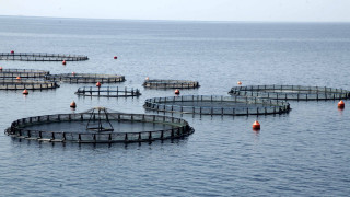 Σε «κινούμενη άμμο» οι ιχθυοκαλλιέργειες: «Καταλύτης» η εξυγίανση της Avramar