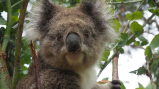 Τα κοάλα εμβολιάζονται για πρώτη φορά κατά των χλαμυδίων