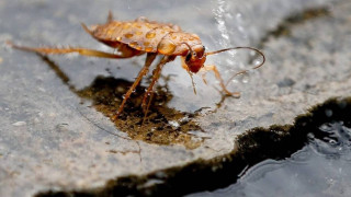 Ν. Κορέα: Έφτιαξε «φλογοβόλο» για να σκοτώσει κατσαρίδα - Νεκρή γειτόνισσα της από την φωτιά