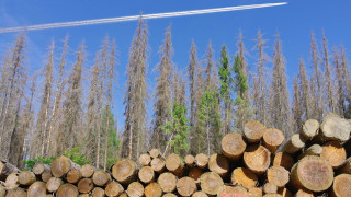 Υψηλός παραμένει ο ρυθμός αποψίλωσης των δασών - Πάνω από 40 εκατ. στρέμματα χάνονται ετησίως