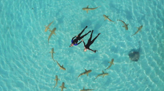 Είδος καρχαριών που μέχρι τώρα θεωρούταν ακίνδυνο για τον άνθρωπο, σκότωσε και καταβρόχθισε τουρίστα