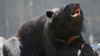 Ιαπωνία: Οι αρχές ζητούν την βοήθεια του στρατού για την μείωση του πληθυσμού των αρκούδων