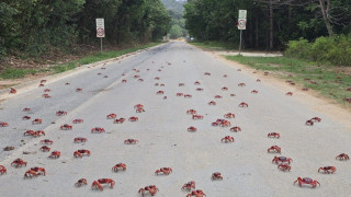 Ξεκίνησαν το «ταξίδι» τους προς τη θάλασσα οι κόκκινοι κάβουρες - Η μαζική «επιδρομή» τους