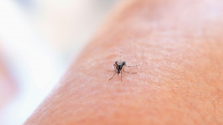 Πόσο έτοιμοι είμαστε για την επόμενη πανδημία: Ειδικοί προειδοποιούν για τον νέο ιό των κουνουπιών