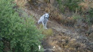 Ιβηρικός λύγκας με λευκισμό απαθανατίζεται για πρώτη φορά από ερασιτέχνη φωτογράφο