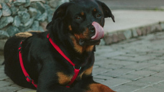 Καλαμάτα: Η στιγμή που το ροτβάιλερ επιτίθεται στον 76χρονο - Νοσηλεύται διασωληνωμένος