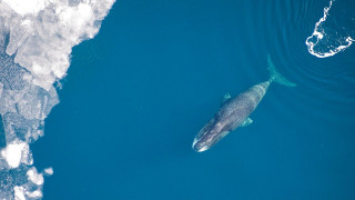 Πώς οι τοξοκέφαλες φάλαινες θα μπορούσαν να επιβραδύνουν την ανθρώπινη γήρανση