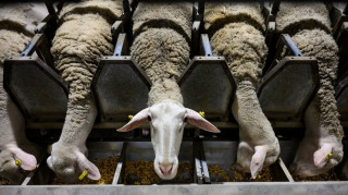 Eυλογιά προβάτων: Άρχισαν οι συλλήψεις για παραβίαση των μέτρων βιοασφάλειας