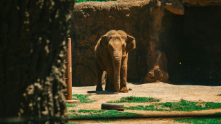 Από σπάνιο ιό πέθανε ο μοναχικός ελέφαντας του Δελχί - H ιστορία του θλιμμένου γίγαντα