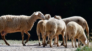 Τσιάρας: «Καμία από τις χώρες που επέλεξε τον εμβολιασμό δεν εξάλειψε την ευλογιά»