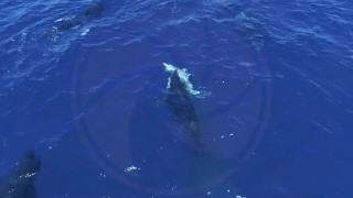 Όρκες καταγράφηκαν να κυνηγούν λευκούς καρχαρίες και να τρώνε το συκώτι τους