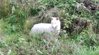 Σπάνιο λευκό τσακάλι εντοπίστηκε στην Τριφυλία της Μεσσηνίας
