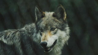 Λύκος έκανε βόλτα σε Πετρούπολη και Άνω Λιόσια - Δείτε το βίντεο