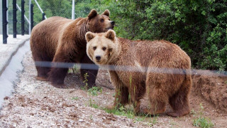 Ένα χωριό στο Κόσοβο πολιορκείται από αρκούδες: Κλειδαμπαρώθηκαν οι κάτοικοι