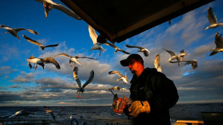 Η λύση των ειδικών για τους γλάρους που κλέβουν φαγητό - Απλά φωνάξτε δυνατά