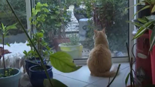 Γάτος καταδικάστηκε σε κατ' οίκον περιορισμό από γαλλικό δικαστήριο - Η διαμάχη με τους γείτονες