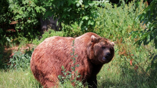 Ιαπωνία: Πολίτες κυκλοφορούν με καμπανάκια για αποτρέψουν επιθέσεις από αρκούδες