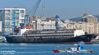 Εκατοντάδες αγελάδες «εγκλωβισμένες» σε πλοίο στην Τουρκία: Τουλάχιστον 58 πέθαναν και 140 γέννησαν