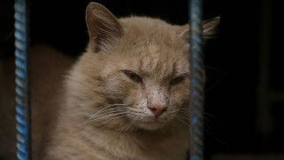 Κακοποίηση ζώων στην Ηλεία: Γάτες παγιδεύονται μέσα σε πλαστικά μπουκάλια