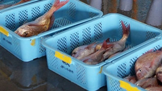 Διπλωματική ένταση ανάμεσα σε Ιαπωνία και Κίνα - Το Πεκίνο «παγώνει» τις εισαγωγές θαλασσινών