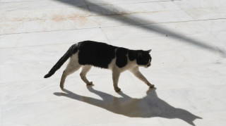 Συνελήφθη 58χρονη που είχε 23 γάτες υπό άθλιες συνθήκες διαβίωσης στην Κρήτη