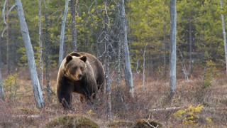 Καναδάς: Αρκούδα επιτέθηκε σε ομάδα μαθητών - Δύο άτομα σε κρίσιμη κατάσταση