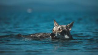 Καναδάς: Ευφυής λύκαινα βρήκε τρόπο να τραφεί - Aνέσυρε από το βυθό παγίδα για κάβουρες