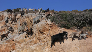 Επιχείρηση απεγκλωβισμού κατσικιών από βράχια στην Ευρυτανία