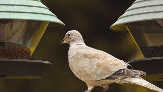 Δεύτερος θάνατος στις ΗΠΑ από την γρίπη των πτηνών - «Χαμηλός ο κίνδυνος για τον γενικό πληθυσμό»