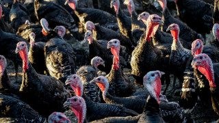 «Σαρώνει» η γρίπη των πτηνών στη Βρετανία: Φόβοι για ελλείψεις στις γαλοπούλες ενόψει Χριστουγέννων