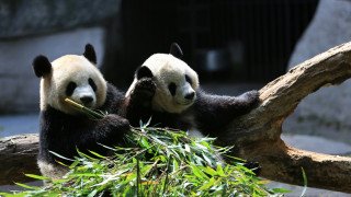 Γαλλία: Ο ζωολογικός κήπος Μποβάλ αποχαιρετά τα μοναδικά γιγάντια πάντα του