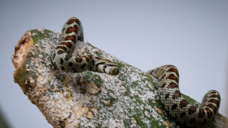 Οχιά εντοπίστηκε σε κτήριο στο Μαρούσι - Θα ελευθερωθεί σε ασφαλές σημείο