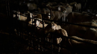 Ευλογιά αιγοπροβάτων: Πάνω από 50 κρούσματα σε μία εβδομάδα σε 14 Περιφέρειες - 423.125 θανατώσεις