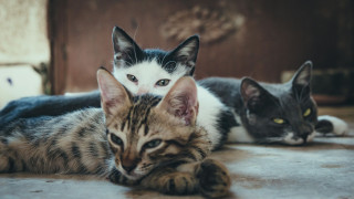 Aρχαίο DNA ξαναγράφει την ιστορία της γάτας - Οι Ρωμαίοι έφεραν τις πρώτες οικόσιτες γάτες