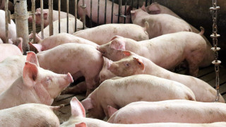 Ισπανία: Μπλόκο στο 1/3 των εξαγωγών χοιρινού λόγω πανώλης αξίας - Το 58% κατευθυνόταν στην ΕΕ