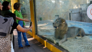 Βραζιλία: Λιοντάρι κατασπάραξε 19χρονο σε ζωολογικό κήπο μπροστά στους έντρομους επισκέπτες