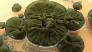 Ένας μύκητας που αναπτύσσεται στο Τσερνόμπιλ απέκτησε μια μοναδική ιδιότητα