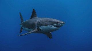 Γιγάντιος αρχαίος καρχαρίας που ανακαλύφθηκε στην Αυστραλία εκπλήσσει τους επιστήμονες