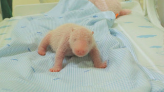 Μικρό θαύμα στην Ιάβα: Γεννήθηκε το πρώτο μωρό πάντα της Ινδονησίας