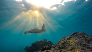 Πρωτοφανής εμφάνιση Δερματοχελώνας σε παραλία της Μεσογείου