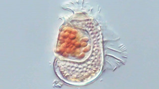 Επιστήμονες ανακάλυψαν ένα νέο πλάσμα, που υπάρχει στα όρια της ζωής