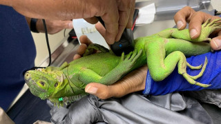 Νησί της Καραϊβικής γίνεται καταφύγιο «αγάπης» και προστασίας για απειλούμενο είδος ιγκουάνα