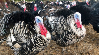 Η Βρετανία στρέφεται στην Ευρώπη για τις γαλοπούλες των Χριστουγέννων - Μαστίζει η γρίπη των πτηνών
